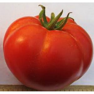 Un invité d'honneur dans votre banlieue est une tomate Personne importante et ses avantages par rapport aux autres variétés