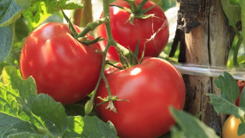 Comment faire pousser une tomate Volgograd 323 à maturation précoce et comment elle ravira un maraîcher