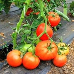 Les conseils d'entretien des tomates Flash: ce qui peut affecter les rendements