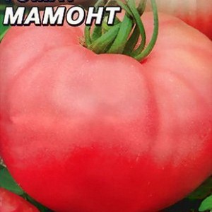 Avantages et inconvénients de la tomate mammouth