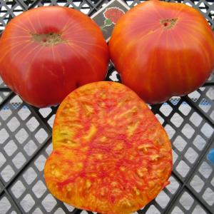 Avantages et inconvénients de la tomate mammouth