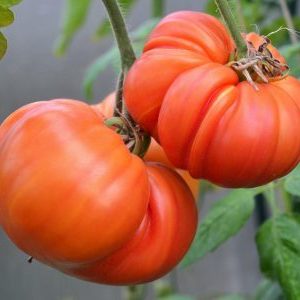 Avantages et inconvénients de la tomate mammouth