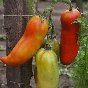 Les subtilités de la culture réussie de superbes tomates Pepper Giant