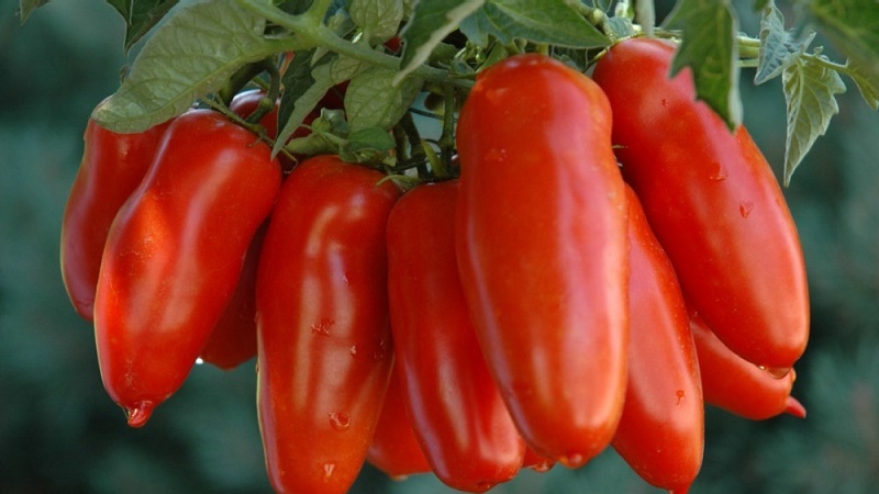 Les subtilités de la culture réussie de superbes tomates Pepper Giant