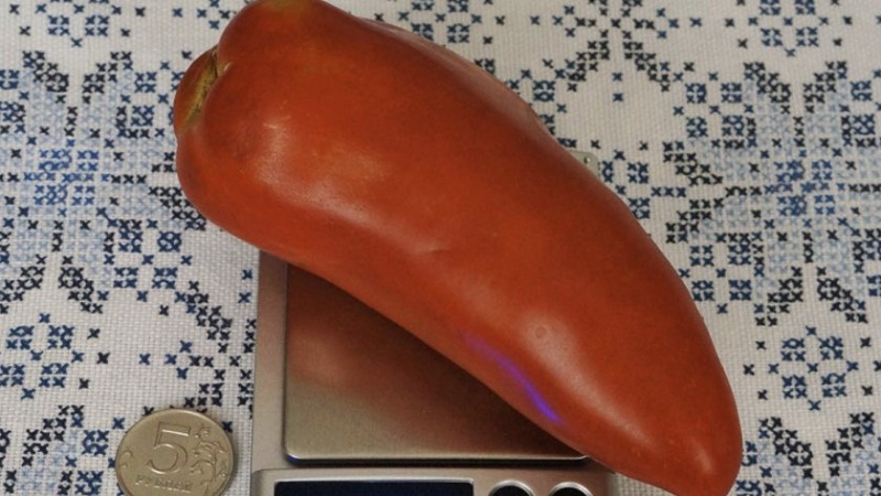 Les subtilités de la culture réussie de superbes tomates Pepper Giant