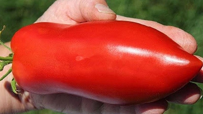 Les subtilités de la culture réussie de superbes tomates Pepper Giant