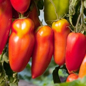 Les subtilités de la culture réussie de superbes tomates Pepper Giant