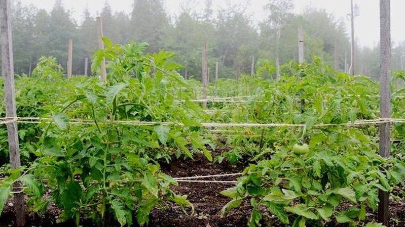 Top 6 des meilleures façons de nouer des tomates dans une serre: instructions étape par étape et conseils de jardiniers expérimentés