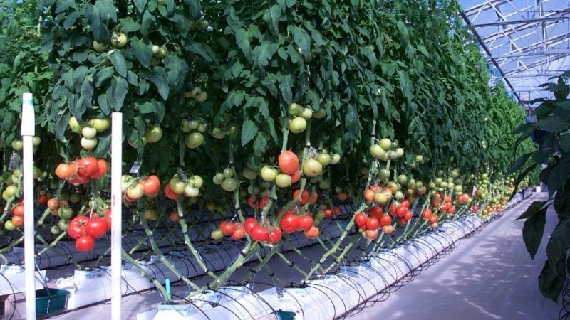 Top 6 des meilleures façons de nouer des tomates dans une serre: instructions étape par étape et conseils de jardiniers expérimentés