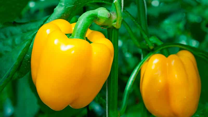 Les meilleurs poivrons doux précoces pour une utilisation en extérieur et en serre