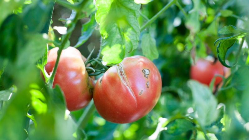 Pourquoi les tomates se fissurent à maturité dans une serre: identifiez la cause et combattez-la efficacement