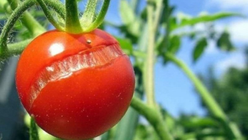 Pourquoi les tomates se fissurent à maturité dans une serre: identifiez la cause et combattez-la efficacement