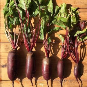 Variété de betteraves Cylindra appréciée des agriculteurs pour sa facilité d'entretien et son goût