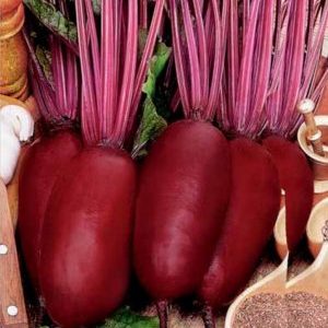 Variété de betteraves Cylindra appréciée des agriculteurs pour sa facilité d'entretien et son goût