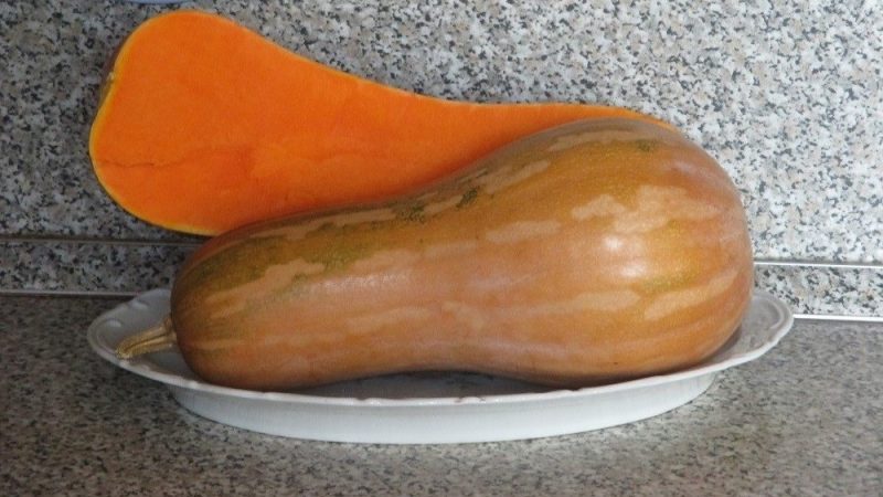Nous cultivons sur notre site une guitare citrouille de mi-saison avec de gros fruits pour un stockage à long terme