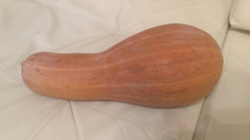 Nous cultivons sur notre site une guitare citrouille mi-saison avec de gros fruits pour un stockage à long terme