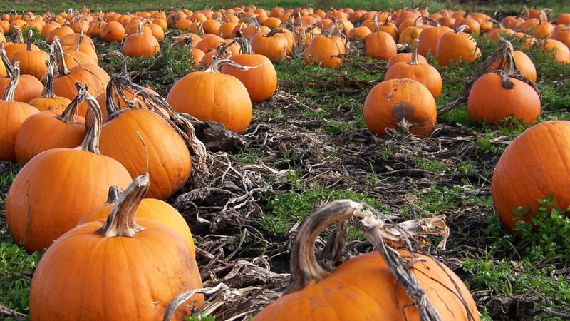 Pourquoi la citrouille pourrit-elle dans le jardin, que faire avec ce problème et comment éviter son apparition