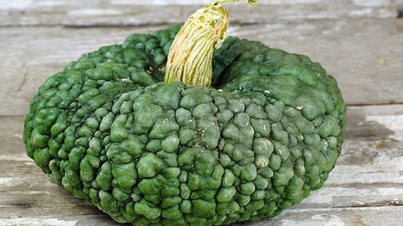 Variété délicieuse, adaptée au stockage à long terme et à la consommation crue - Marina Pumpkin de Chioggia