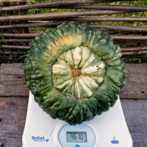 Variété délicieuse, adaptée au stockage à long terme et à la consommation crue - Marina Pumpkin de Chioggia