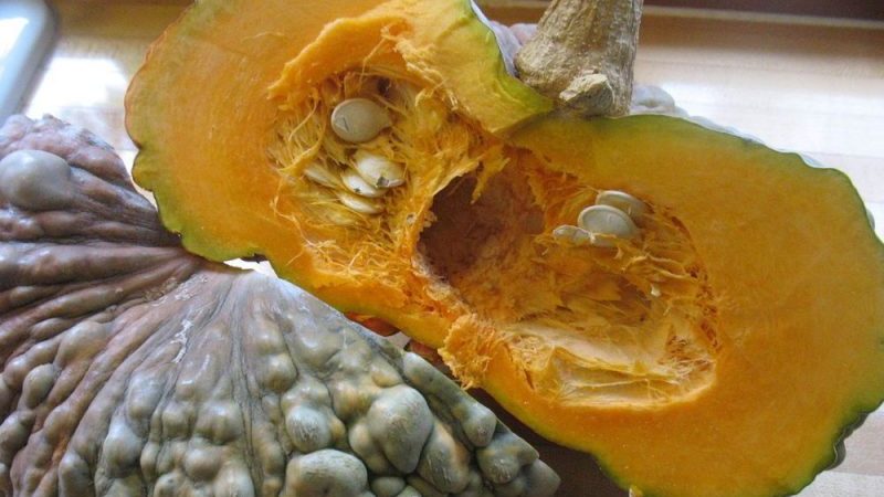 Variété délicieuse, adaptée au stockage à long terme et à la consommation crue - Marina Pumpkin de Chioggia