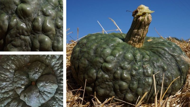 Variété délicieuse, adaptée au stockage à long terme et à la consommation crue - Marina Pumpkin de Chioggia