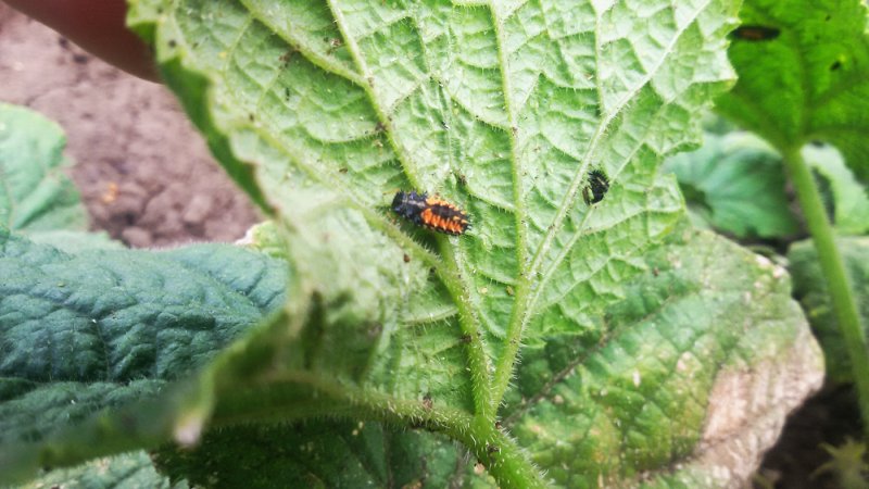 Variété délicieuse, adaptée au stockage à long terme et à la consommation crue - Marina Pumpkin de Chioggia