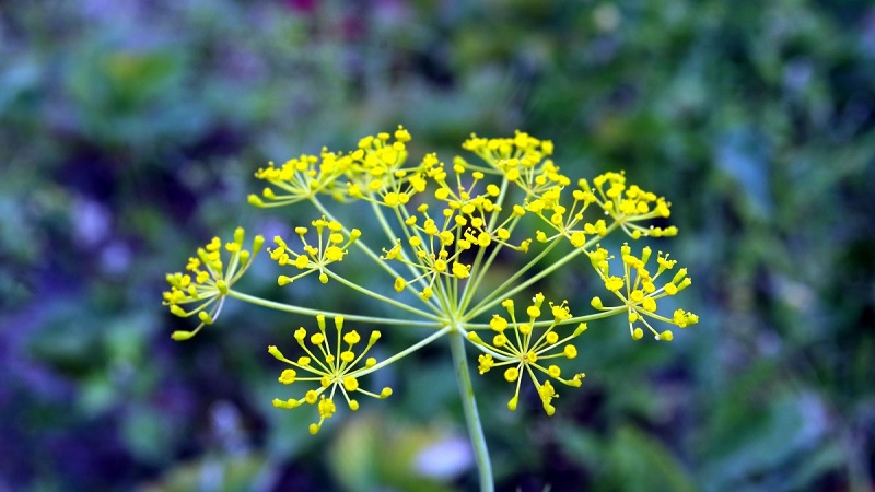 L'aneth est un remède efficace pour la beauté du visage et pas seulement