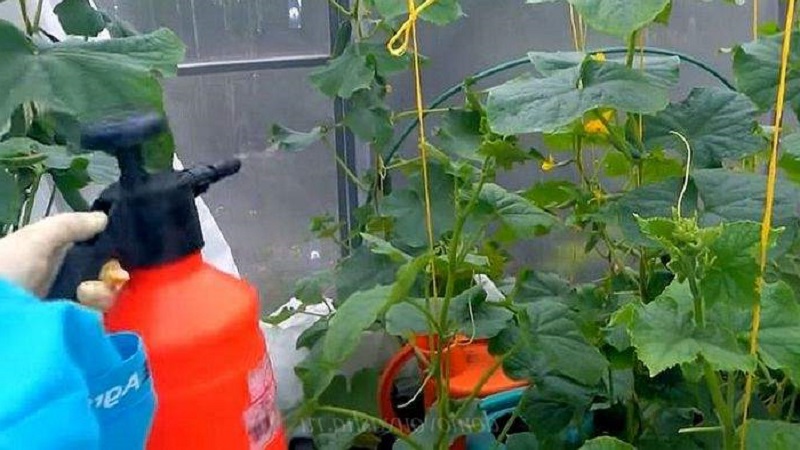 Le vinaigre est le meilleur remède populaire pour lutter contre les pucerons sur les concombres