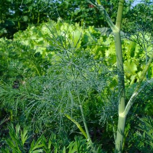 Étapes importantes pour une bonne récolte d'aneth alligator: de la préparation des graines à la prévention des maladies