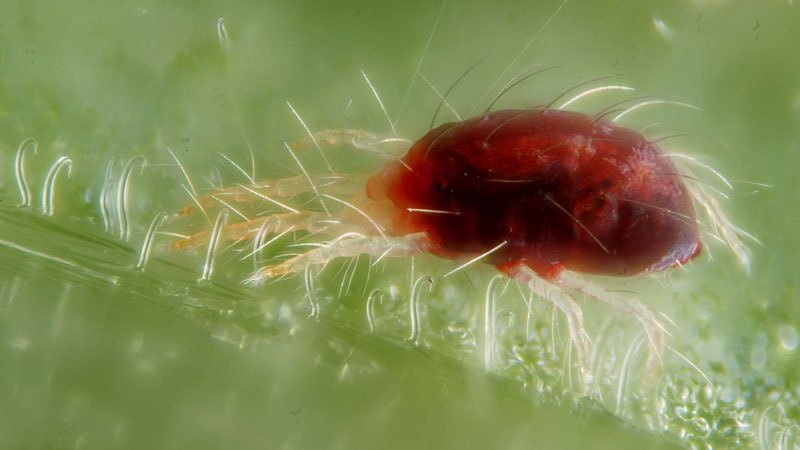 Nous sauvons nous-mêmes la récolte de tomates - les ravageurs de la tomate dans la serre et les méthodes pour y faire face