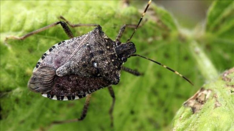 Nous sauvons nous-mêmes la récolte de tomates - les ravageurs de la tomate dans la serre et les méthodes pour y faire face