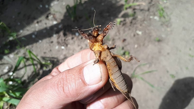 Nous sauvons nous-mêmes la récolte de tomates - les ravageurs de la tomate dans la serre et les méthodes pour y faire face