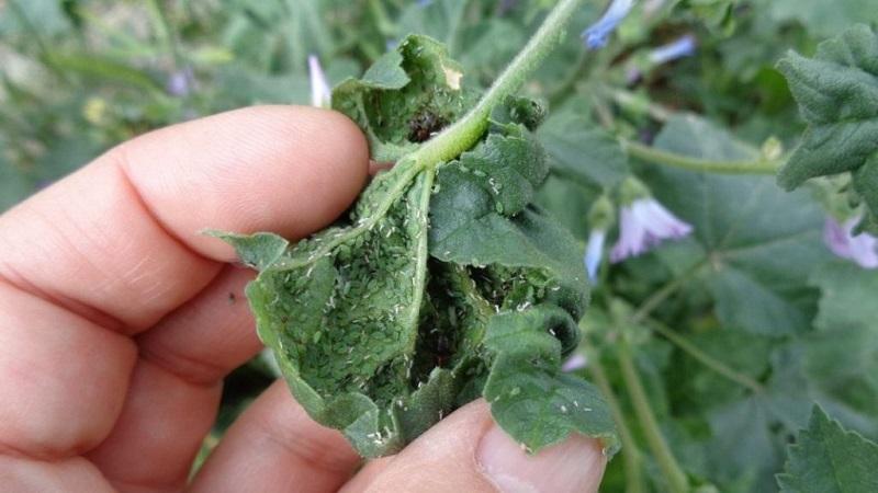 Nous sauvons nous-mêmes la récolte de tomates - les ravageurs de la tomate dans la serre et les méthodes pour y faire face