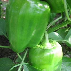 Nous cultivons sur le site l'un des types de poivrons doux les plus populaires - Kubyshka