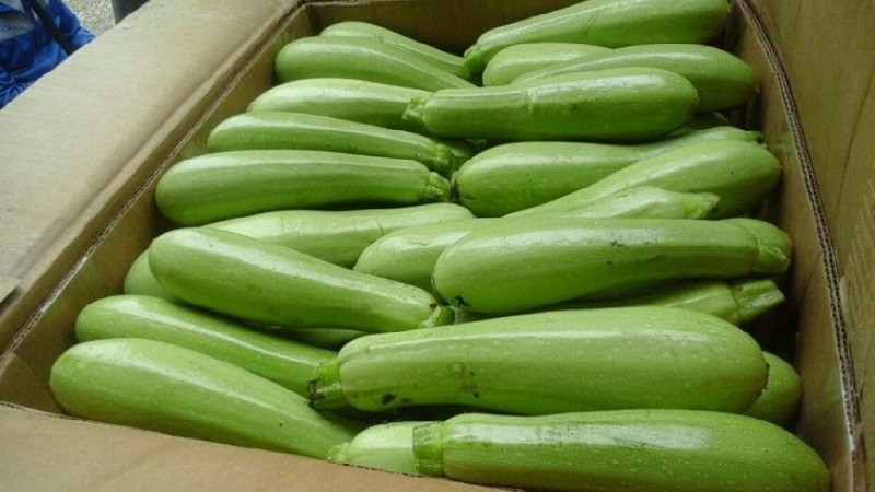 Nous cultivons correctement les courgettes Aral résistantes aux maladies et battons des records de rendement