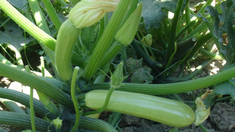 Nous cultivons correctement les courgettes Aral résistantes aux maladies et battons des records de rendement