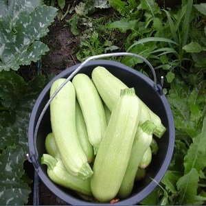 Nous cultivons correctement les courgettes Aral résistantes aux maladies et battons des records de rendement