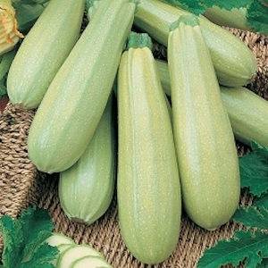 Nous cultivons correctement les courgettes Aral résistantes aux maladies et battons des records de rendement