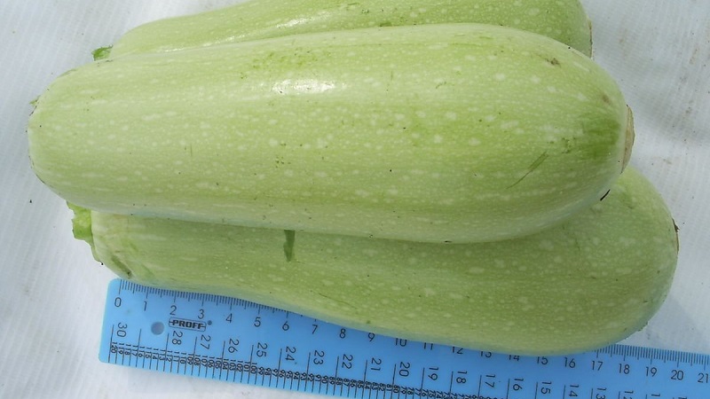 Nous cultivons correctement les courgettes Aral résistantes aux maladies et battons des records de rendement