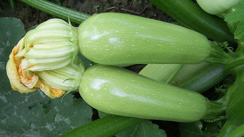Nous cultivons correctement les courgettes Aral résistantes aux maladies et battons des records de rendement