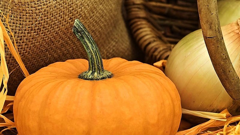 Cultiver de la citrouille en Sibérie en plein champ et en prendre soin par étapes