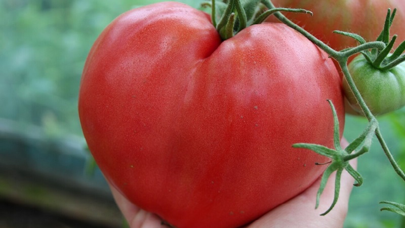 Rendement élevé et gros fruits au goût délicat: cœur d'aigle de tomate - comment le cultiver soi-même sans tracas