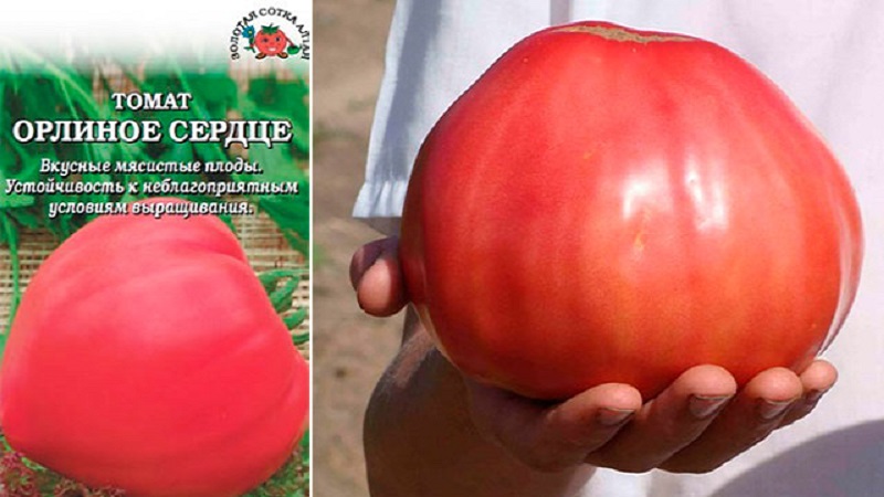 Rendement élevé et gros fruits au goût délicat: cœur d'aigle de tomate - comment le cultiver soi-même sans tracas