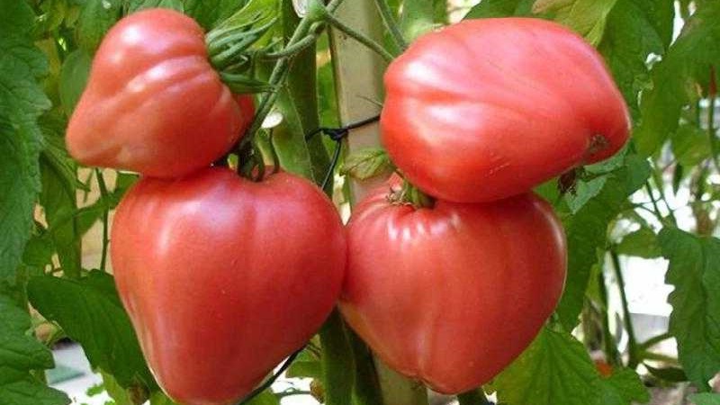 Rendement élevé et gros fruits au goût délicat: cœur d'aigle de tomate - comment le cultiver soi-même sans tracas