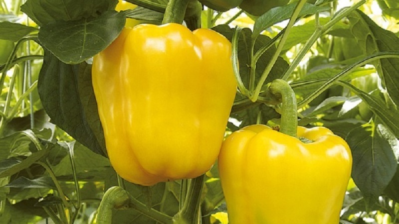 Piment doux brillant et savoureux Golden miracle: règles de soin pour obtenir une récolte riche