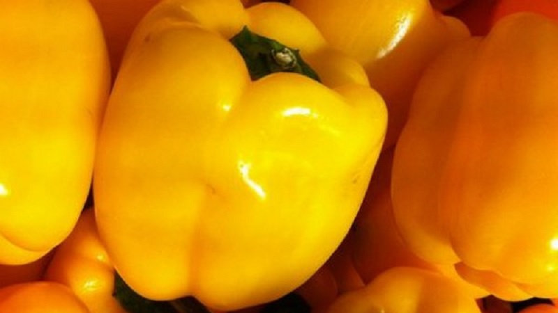 Piment doux brillant et savoureux Golden miracle: règles de soin pour obtenir une récolte riche
