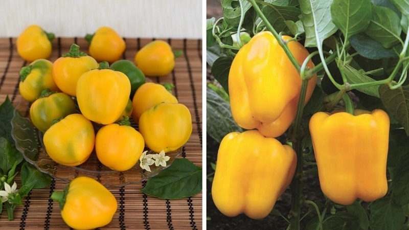 Piment doux brillant et savoureux Golden miracle: règles de soin pour obtenir une récolte riche