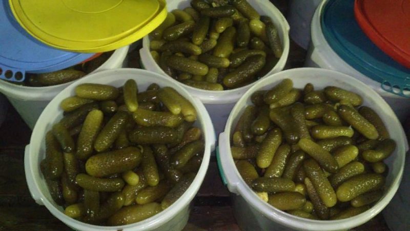 Comment faire refroidir les concombres dans un seau pour l'hiver: les meilleures recettes de femmes au foyer expérimentées