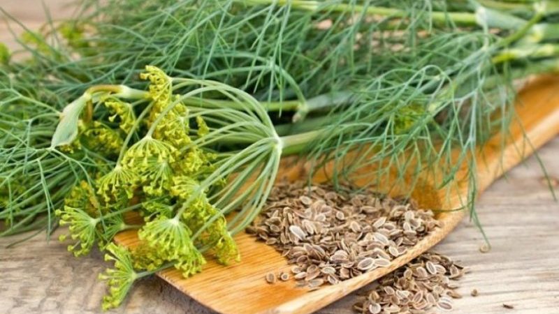 Les propriétés curatives des graines d'aneth: recettes folkloriques et contre-indications