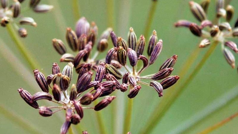 Les propriétés curatives des graines d'aneth: recettes folkloriques et contre-indications